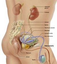 Exocrine Gland of the Male