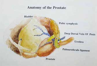 Anatomy of the Prostate